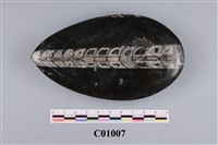 藏品(直角石)的圖片